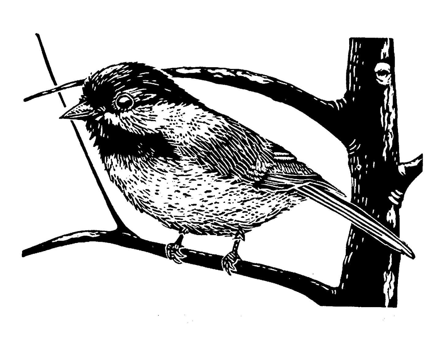 Black-capped Chickadee