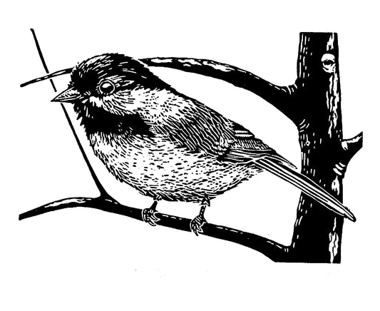 Black-capped Chickadee