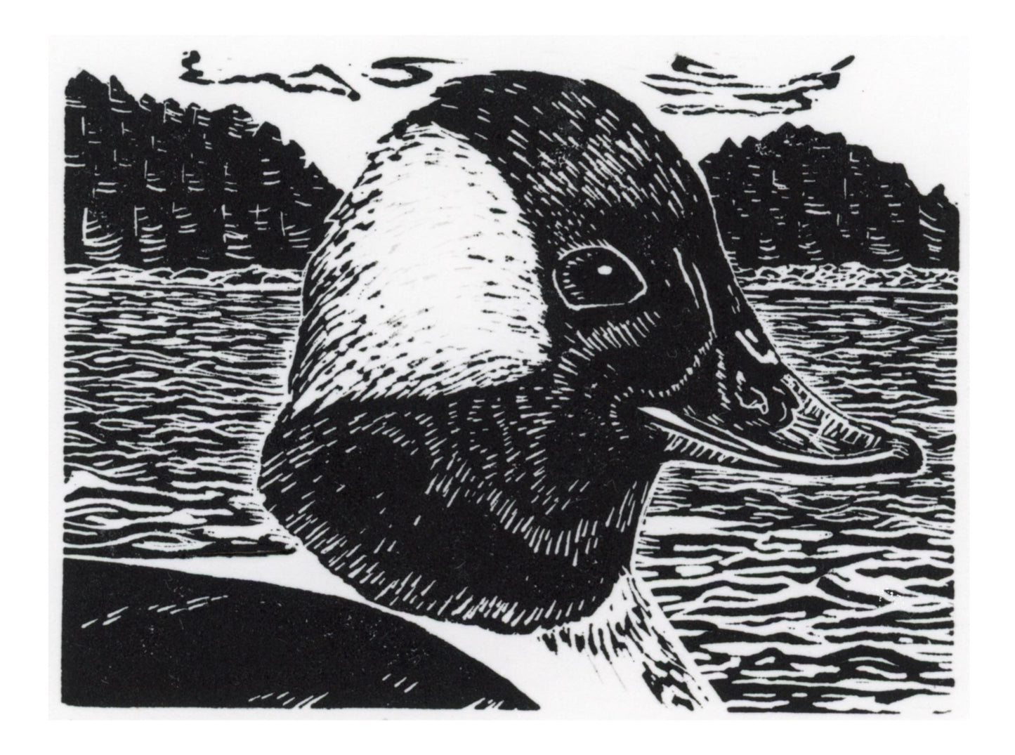 Bufflehead at Sea