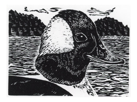 Bufflehead at Sea